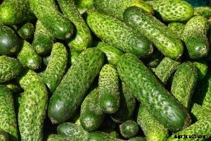 How to Grow Korean Cucumbers From Seeds