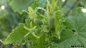 How to Grow Korean Cucumbers From Seeds