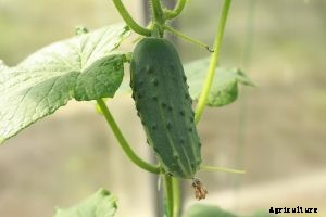 Growing Japanese Cucumbers at Home | Essential Tips and Tricks