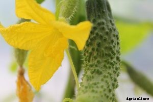 Growing Japanese Cucumbers at Home | Essential Tips and Tricks
