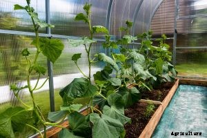 How to Grow Korean Cucumbers From Seeds