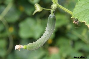 Growing Japanese Cucumbers at Home | Essential Tips and Tricks