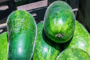 Hairy Gourd: Growing Fuzzy Melons at Home