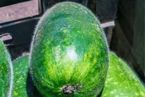 Hairy Gourd: Growing Fuzzy Melons at Home