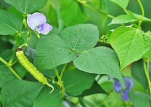 Winged Bean: Growing Them in Your Garden