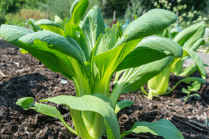 A Choy Gardening and Growing Tips – A Very Popular Leafy Green Vegetable in Taiwan