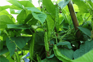 Winged Bean: Growing Them in Your Garden