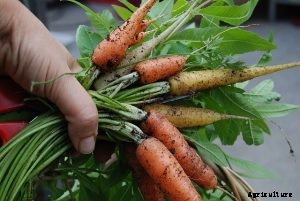 Carrot Hybrids: The Big Carrot Family