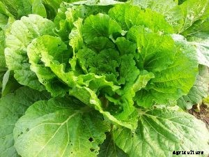 Tokyo Bekana Grow Space Cabbage at Home