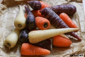 Carrot Hybrids: The Big Carrot Family