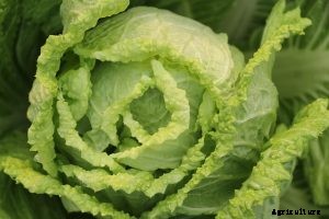 Tokyo Bekana Grow Space Cabbage at Home