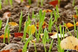 Guide to Okahijiki Land Seaweed Cultivation