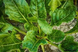 7 Best Asian Vegetables for Your Garden: Beginner’s Growing Guides