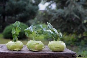 7 Best Asian Vegetables for Your Garden: Beginner’s Growing Guides