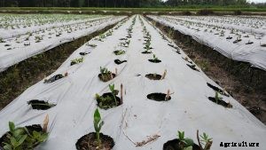 7 Best Asian Vegetables for Your Garden: Beginner’s Growing Guides