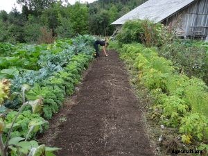 7 Best Asian Vegetables for Your Garden: Beginner’s Growing Guides