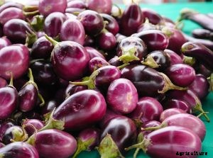 How to Grow Types of Indian Eggplant