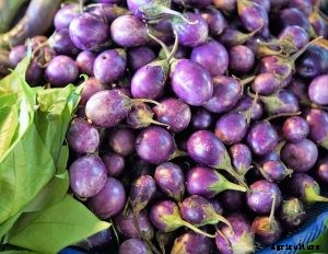 How to Grow Types of Indian Eggplant