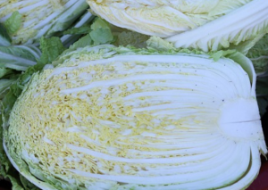 Korean Cabbage Care and Growing Instructions
