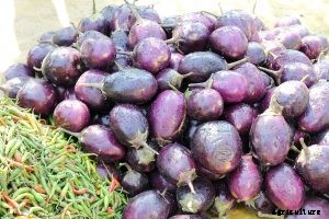 How to Grow Types of Indian Eggplant