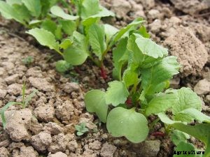 Watermelon Radish: How to Grow the Beauty Heart Radish at Home