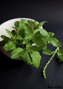 Thai Basil vs Holy Basil: Grow Your Own and Learn How to Tell Them Apart