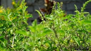 Thai Basil vs Holy Basil: Grow Your Own and Learn How to Tell Them Apart