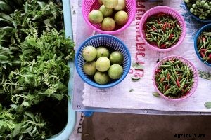 Thai Basil vs Holy Basil: Grow Your Own and Learn How to Tell Them Apart