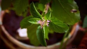 Thai Basil vs Holy Basil: Grow Your Own and Learn How to Tell Them Apart