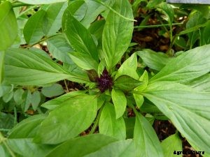 Thai Basil vs Holy Basil: Grow Your Own and Learn How to Tell Them Apart