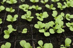 Hon Tsai Tai: How to Grow it at Home – Essential Guide