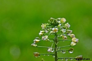 What is Chinese Spinach? 6 Best Varieties and Growing Guides