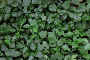 What is Chinese Spinach? 6 Best Varieties and Growing Guides