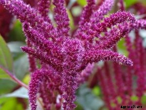 What is Chinese Spinach? 6 Best Varieties and Growing Guides