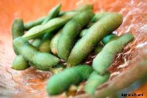 Growing Edamame: Top Tips for a Bountiful Harvest