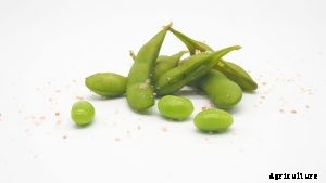 Growing Edamame: Top Tips for a Bountiful Harvest