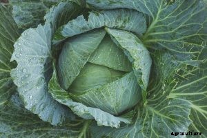 Pak Choy (Bok Choy) Grow Guide: Expert Tips and Tricks