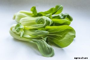 Pak Choy (Bok Choy) Grow Guide: Expert Tips and Tricks