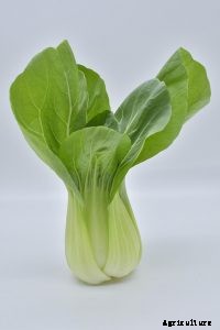 Pak Choy (Bok Choy) Grow Guide: Expert Tips and Tricks