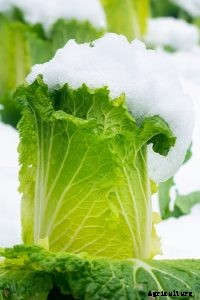 How to Grow Chinese Cabbage at Home – Cultivating Crunch