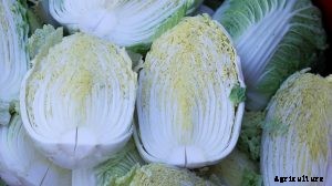 How to Grow Chinese Cabbage at Home – Cultivating Crunch