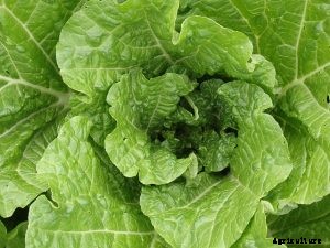 How to Grow Chinese Cabbage at Home – Cultivating Crunch