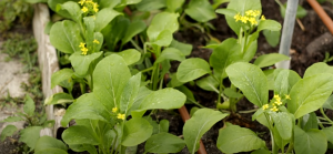 Choy Sum | Growing and Cooking – Essential Tips and Tricks