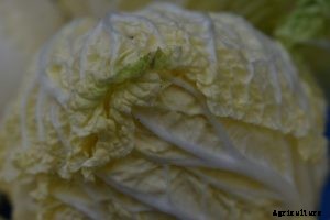 How to Grow Chinese Cabbage at Home – Cultivating Crunch