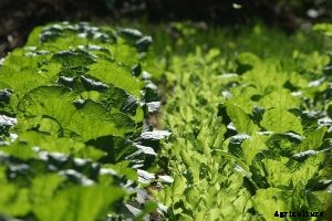 Choy Sum | Growing and Cooking – Essential Tips and Tricks