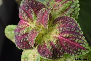 Shiso | Growing at Home – Top Gardening Tips and Tricks