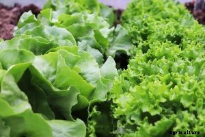 Baby Leaf Greens: Grow Your Own Salad