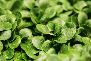 Baby Leaf Greens: Grow Your Own Salad