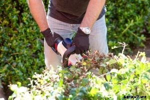 Black+Decker lht2436 Review: Does This 40v Hedge Trimmer Have the Edge?