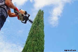 Greenworks 22342 Review: Extend Your Reach With This Cordless Hedge Trimmer